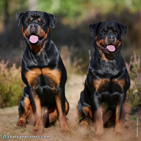 coatsandcolors.com Rottweiler Colors tan point variation