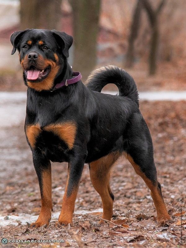 coatsandcolors.com Rottweiler Colors tan undercoat hair base
