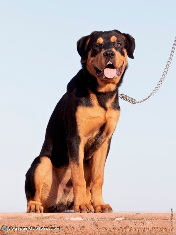 coatsandcolors.com Rottweiler Colors very large tan markings 2