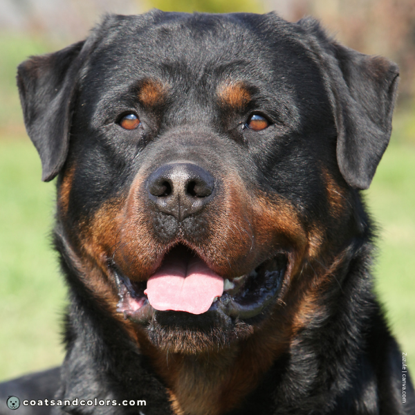 coatsandcolors.com Rottweiler Colors weak nose pigment 2