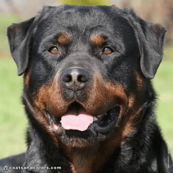 coatsandcolors.com Rottweiler Colors weak nose pigment 2