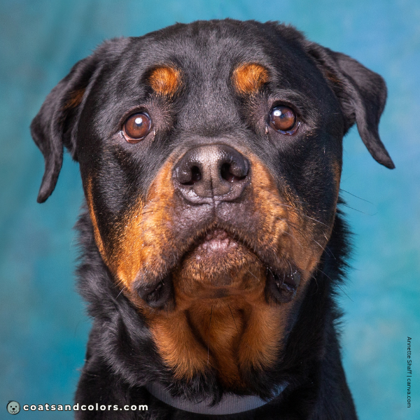 coatsandcolors.com Rottweiler Colors weak nose pigment