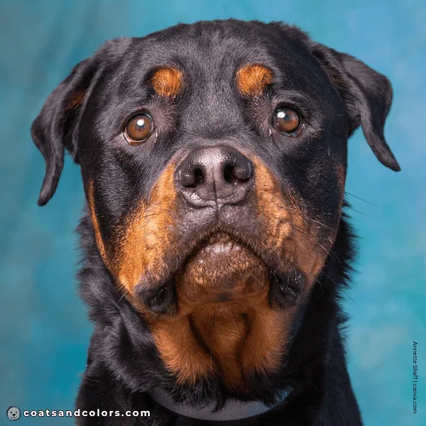 coatsandcolors.com Rottweiler Colors weak nose pigment