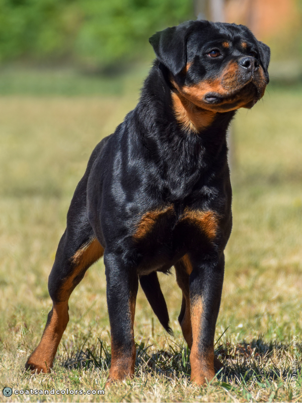 coatsandcolors.com Rottweiler Colors back based tan point pattern