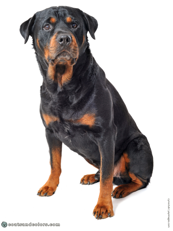 coatsandcolors.com Rottweiler Colors black rust 4
