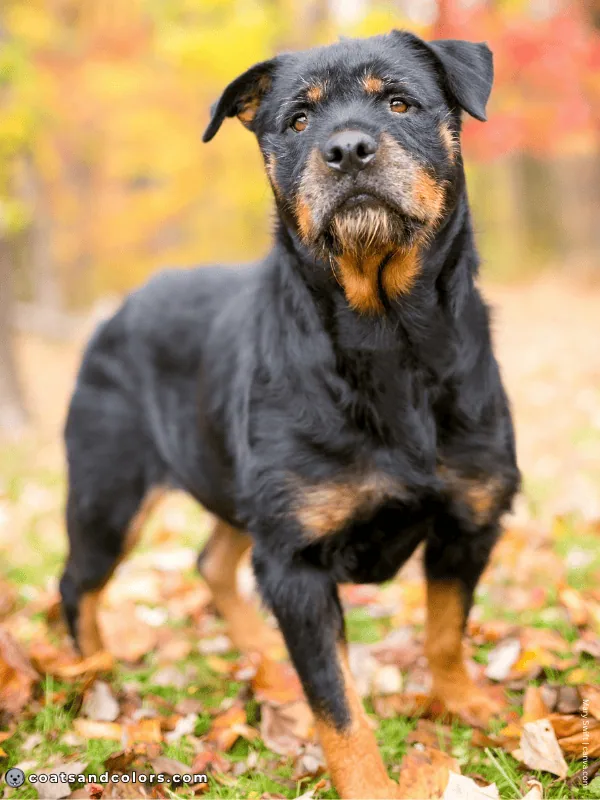 coatsandcolors.com Rottweiler Colors coat type deviation wirehaired