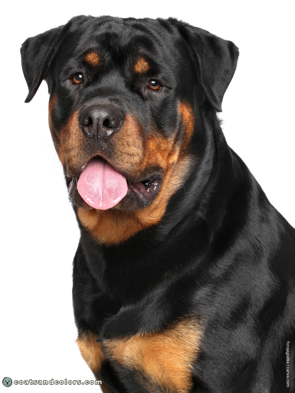 coatsandcolors.com Rottweiler Colors face markings