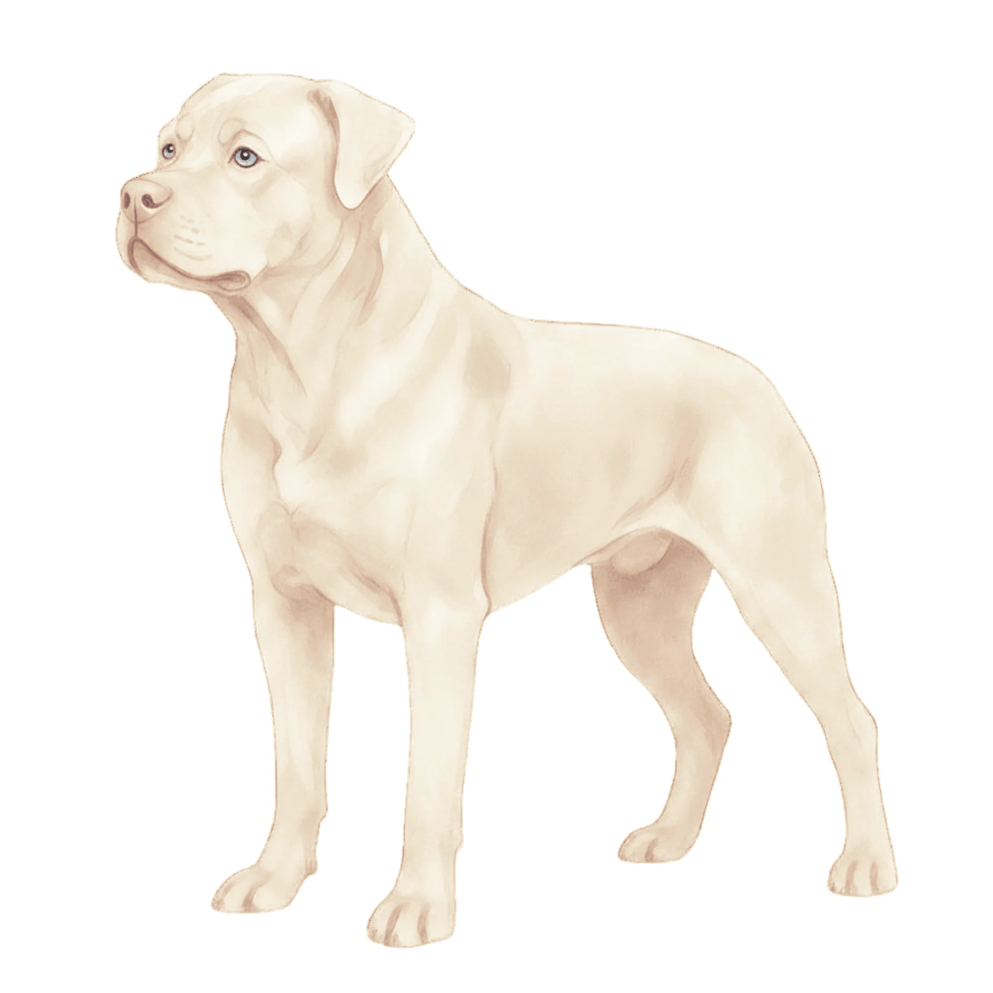 coatsandcolors.com Rottweiler Colors faulty colors albino