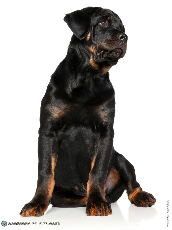 coatsandcolors.com Rottweiler Colors sooty tan