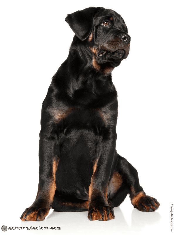 coatsandcolors.com Rottweiler Colors sooty tan