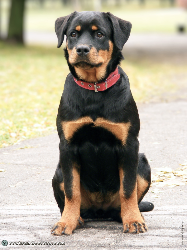 coatsandcolors.com Rottweiler Colors tan intensity