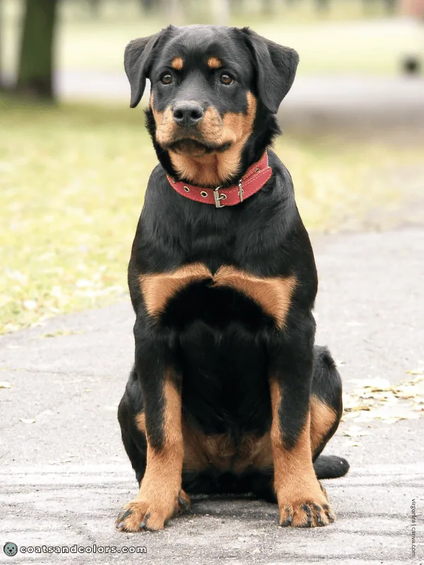 coatsandcolors.com Rottweiler Colors tan intensity