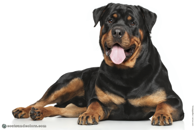 coatsandcolors.com Rottweiler Colors tan markings location