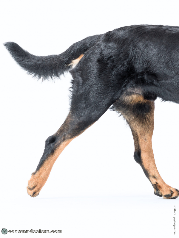 coatsandcolors.com Rottweiler Colors tar heels