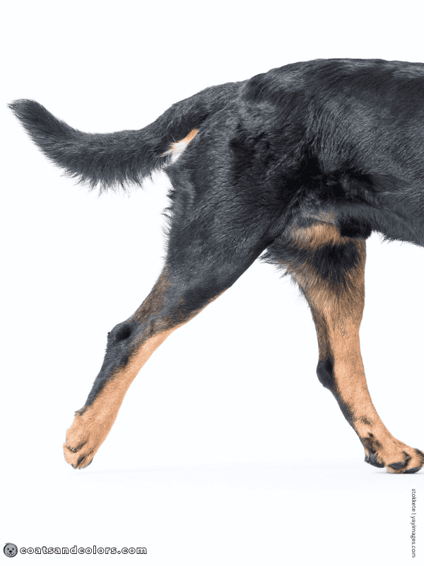 coatsandcolors.com Rottweiler Colors tar heels