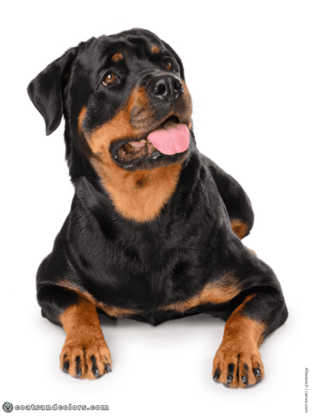 Rottweiler Color Pattern Rottweiler Colors | Coats and Colors