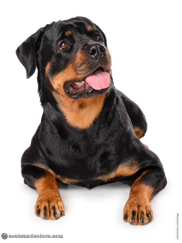 coatsandcolors.com Rottweiler Colors toe pencilling