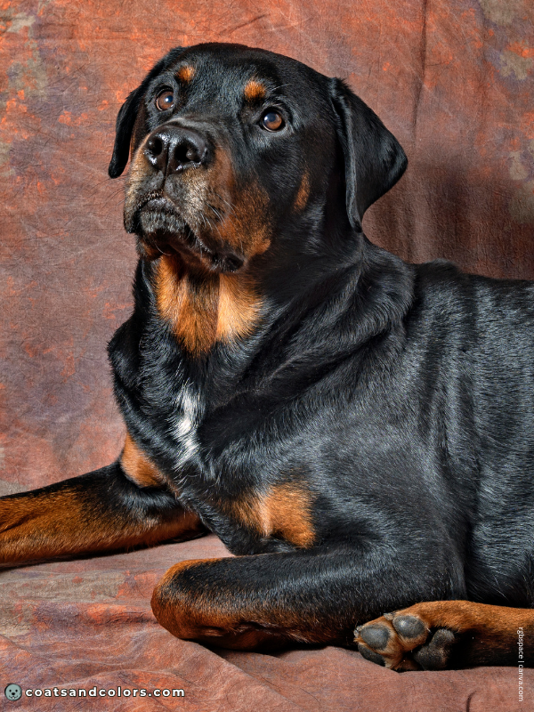 coatsandcolors.com Rottweiler Colors white spot chest