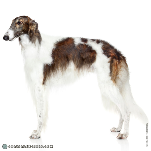 coatsandcolors.com S locus Piebald pied Borzoi