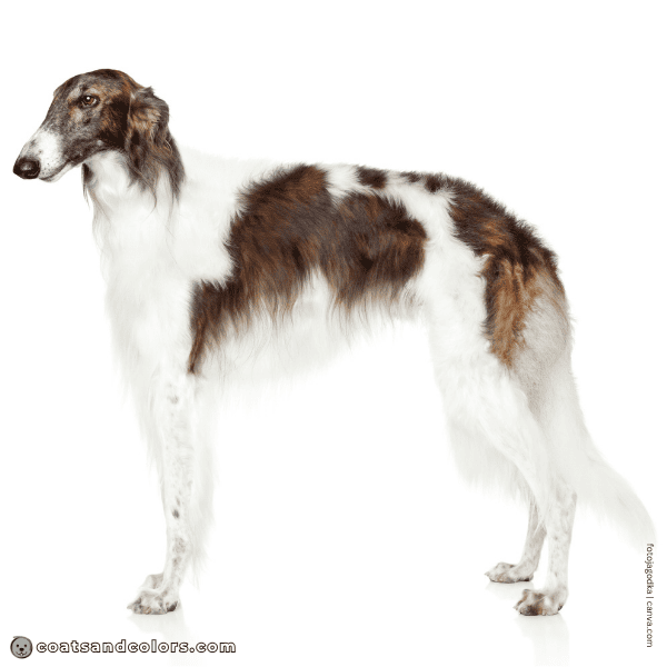 coatsandcolors.com S locus Piebald pied Borzoi