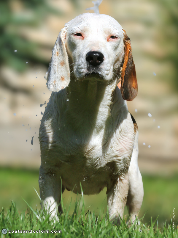coatsandcolors.com S locus Piebald white Beagle patches