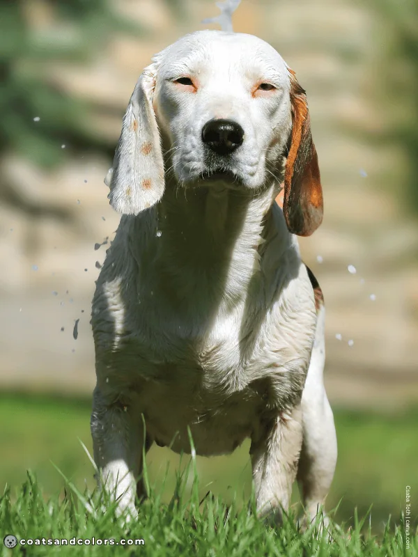 coatsandcolors.com S locus Piebald white Beagle patches