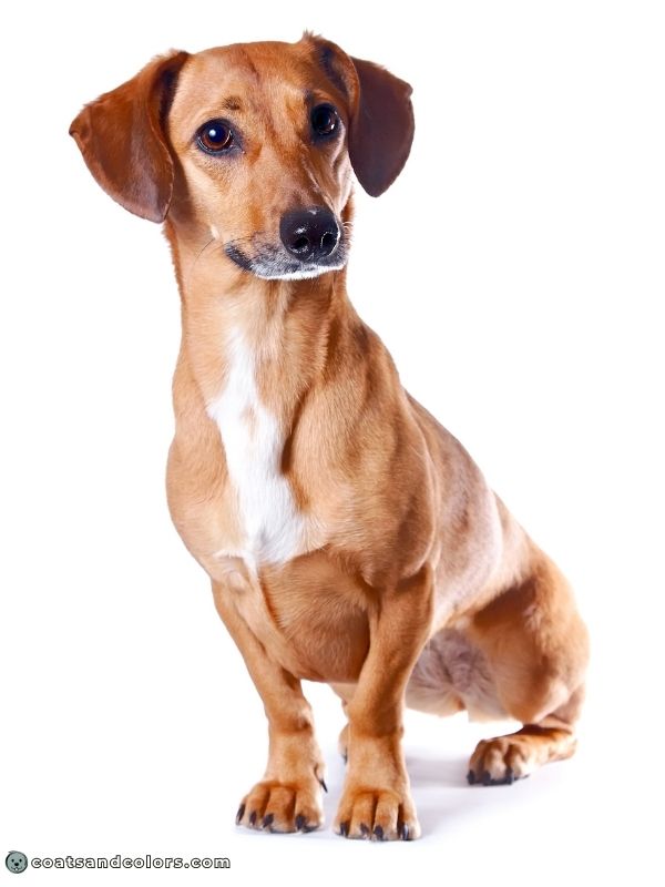 coatsandcolors.com Sable Coat Color Dog Sable White Dachshund