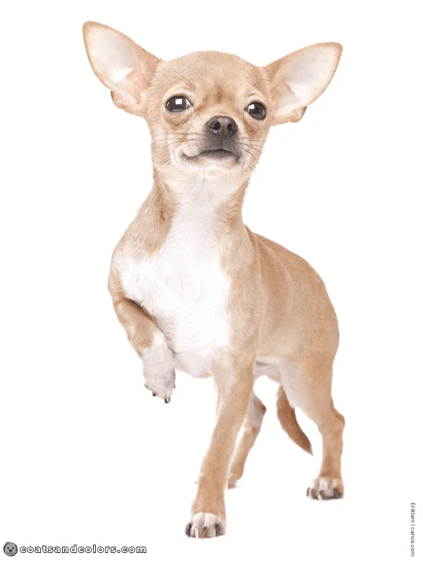 coatsandcolors.com Sable Coat Color Dog base color blue 2