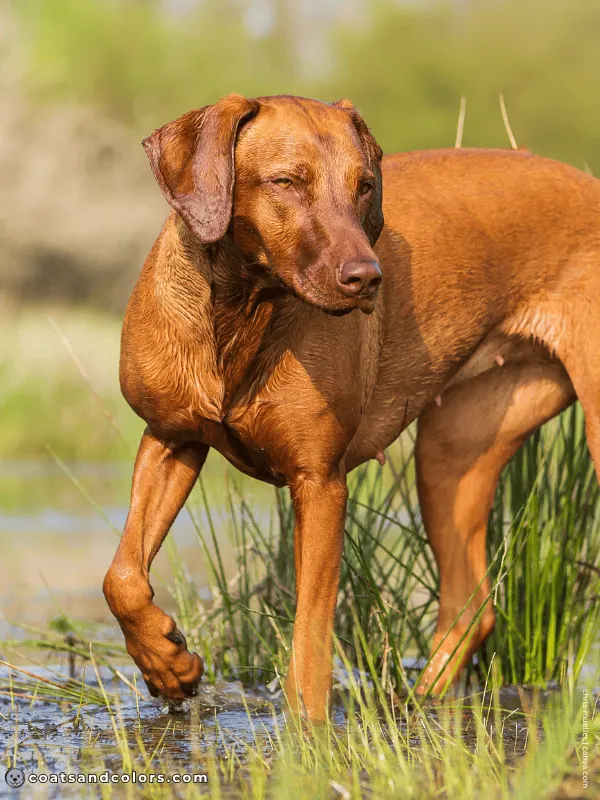 coatsandcolors.com Sable Coat Color Dog base color brown