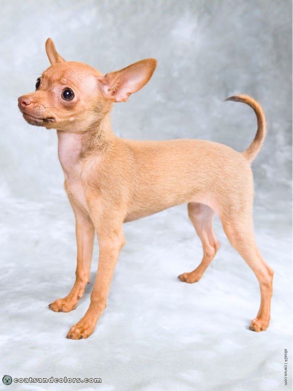 coatsandcolors.com Sable Coat Color Dog base color lilac