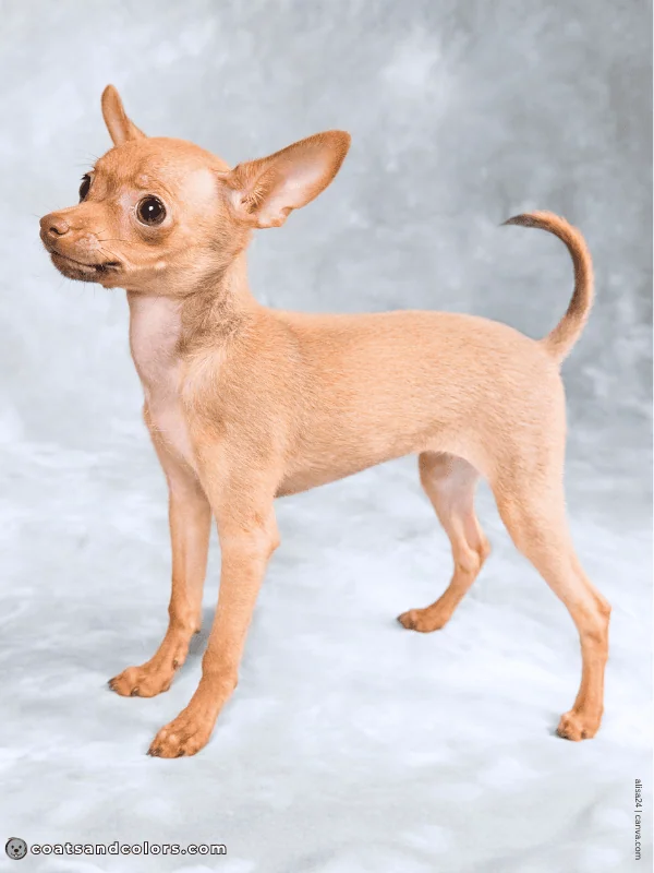 coatsandcolors.com Sable Coat Color Dog base color lilac