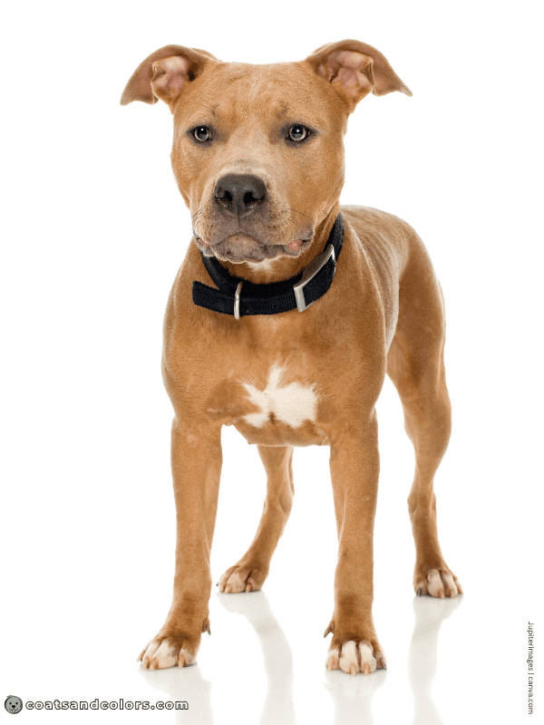 coatsandcolors.com Sable Coat Color Dog blue fawn