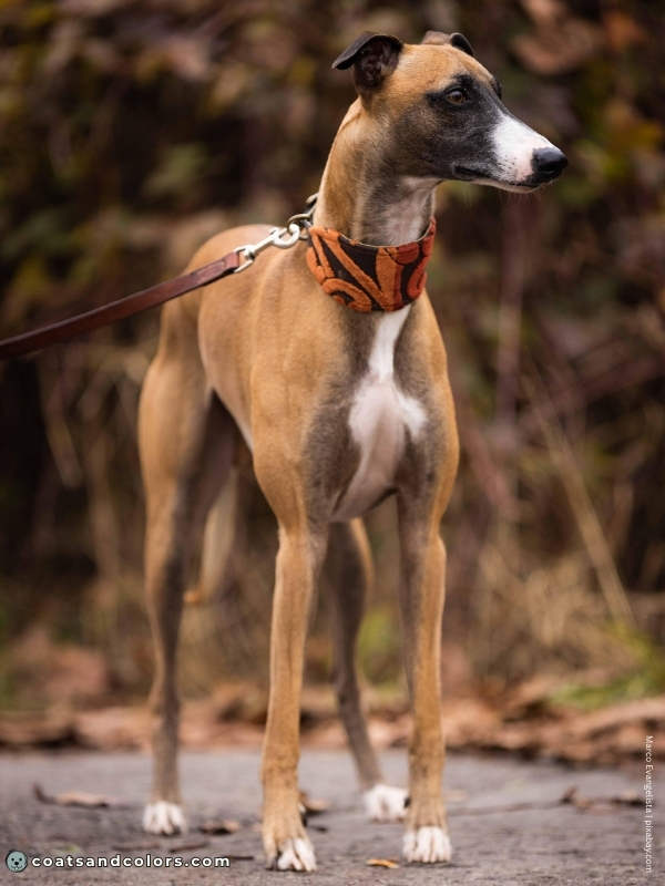 coatsandcolors.com Sable Coat Color Dog clear sable white extended mask