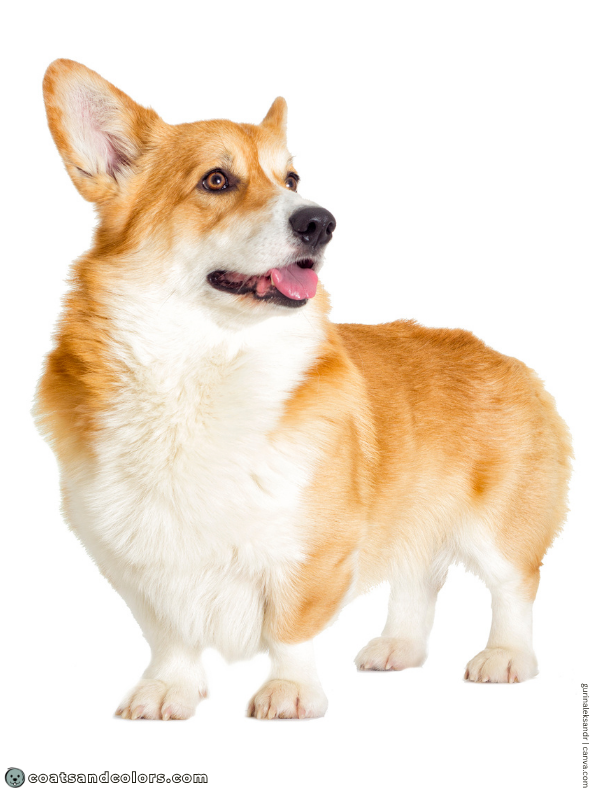 coatsandcolors.com Sable Coat Color Dog countershading red pemmie