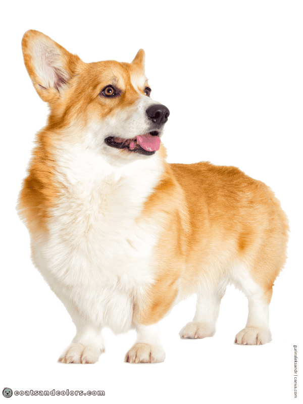 coatsandcolors.com Sable Coat Color Dog countershading red pemmie