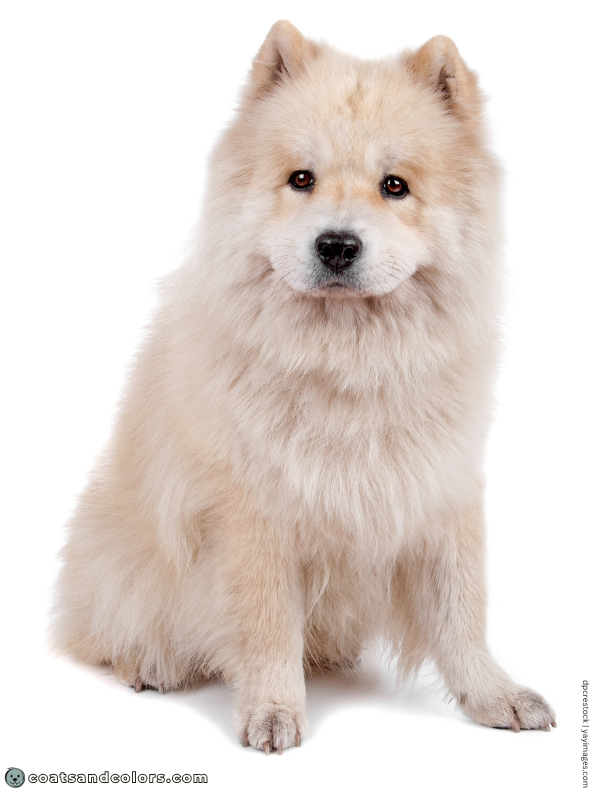 coatsandcolors.com Sable Coat Color Dog intensity low 2