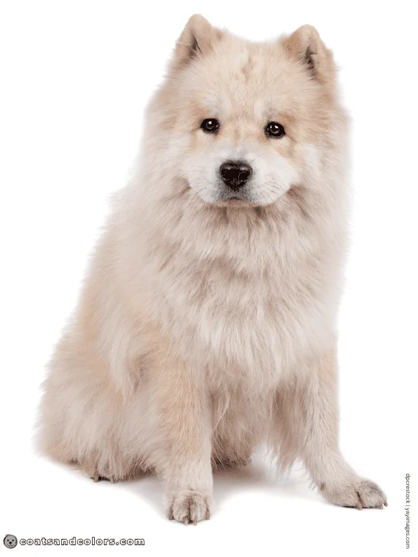 coatsandcolors.com Sable Coat Color Dog intensity low 2
