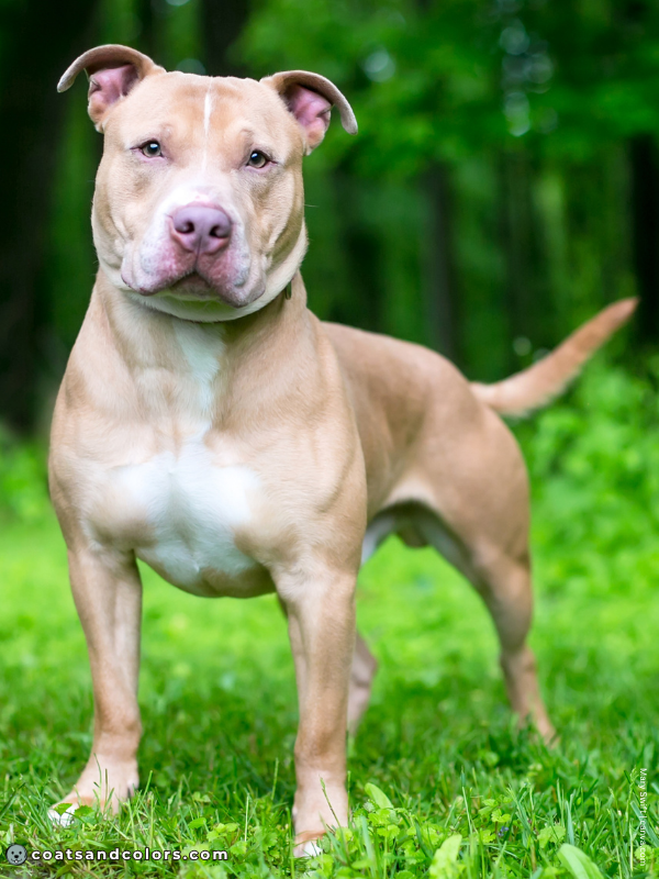 coatsandcolors.com Sable Coat Color Dog lilac fawn