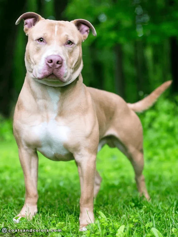 coatsandcolors.com Sable Coat Color Dog lilac fawn