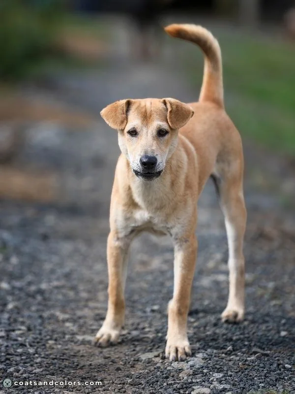 coatsandcolors.com Sable Coat Color Dog sable and countershading