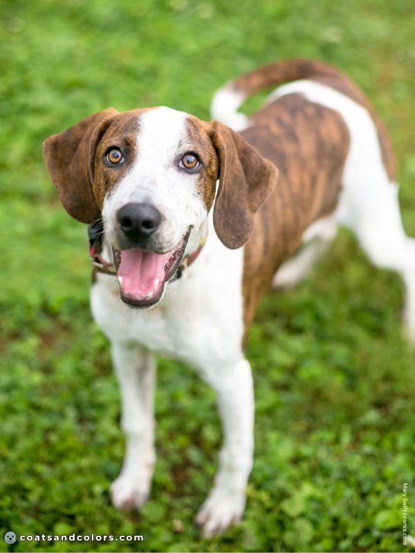 coatsandcolors.com Sable Coat Color Dog sable brindle white