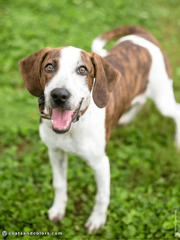 coatsandcolors.com Sable Coat Color Dog sable brindle white