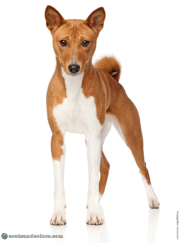 coatsandcolors.com Sable Coat Color Dog sable white 1