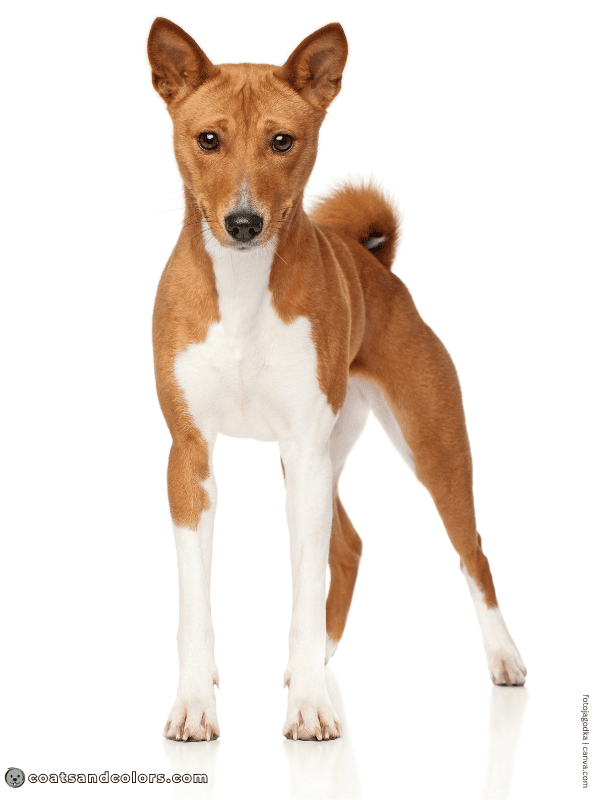 coatsandcolors.com Sable Coat Color Dog sable white 1