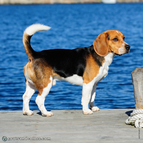 coatsandcolors.com Saddle Pattern Beagle saddle tri