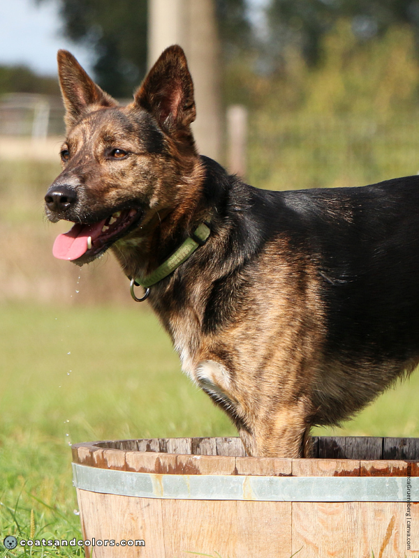 coatsandcolors.com Saddle Pattern brindle 3