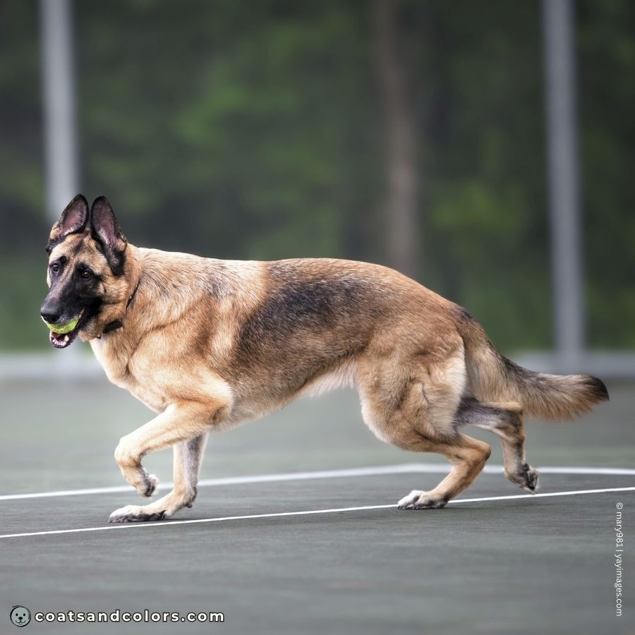 coatsandcolors.com Saddle Pattern faded saddle GSD