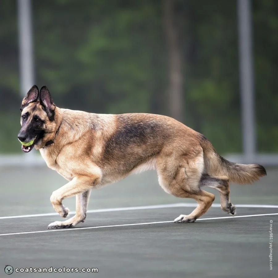 coatsandcolors.com Saddle Pattern faded saddle GSD