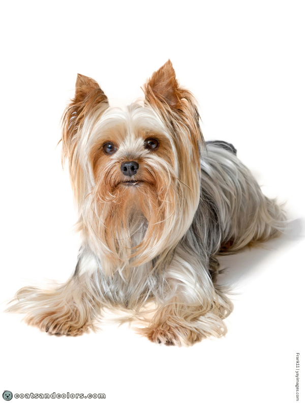 coatsandcolors.com Saddle Pattern graying faded black Yorkie