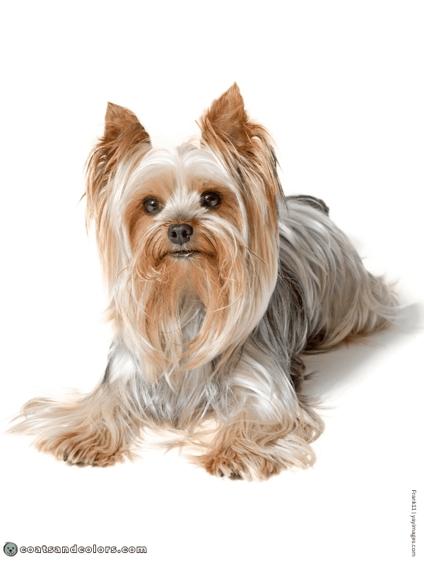 coatsandcolors.com Saddle Pattern graying faded black Yorkie